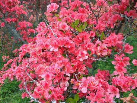 葛城山の鮮やかな赤ツツジ ツツジ,花,５月の写真素材