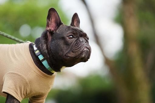 フレンチブルドッグのポートレート 犬,フレンチブルドッグ,いぬの写真素材