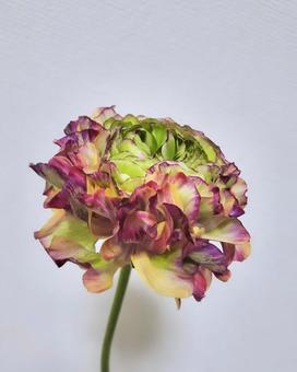 ラナンキュラス(ポンポンマルヴァ) ラナンキュラス(ポンポンマルヴァ)の写真