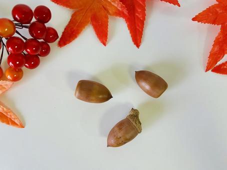 どんぐりと紅葉 どんぐりと紅葉の写真