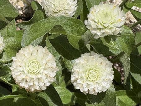 白い千日紅 01 千日紅,センニチコウ,花の写真素材