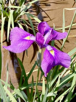 花菖蒲 花菖蒲の写真