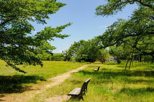 真夏の公園⑷ 真夏の公園⑷ 公園,夏,日差しの写真素材