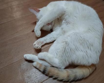 眩しいにゃ! 眩しいにゃ! 眩しい,ねこ,猫の写真素材