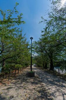 公園の街灯と青空 街灯,公園,青空の写真素材