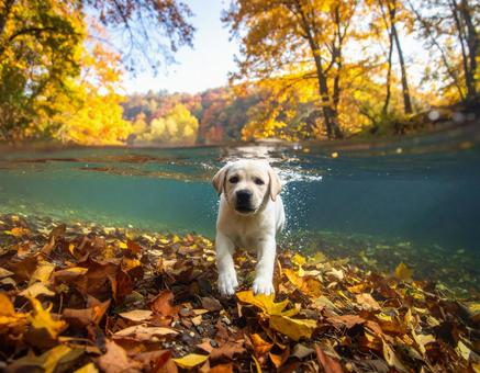 秋の川、子犬の世界の写真