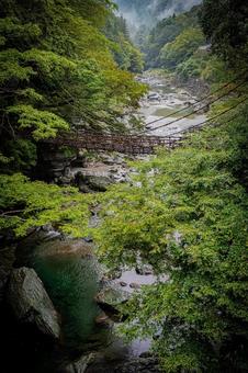 四国　徳島　祖谷のかずら橋 祖谷のかずら橋,四国,四国地方の写真素材