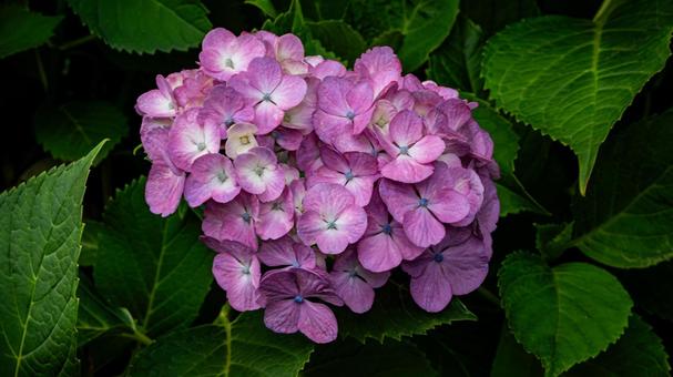 Pink hydrangea flower macro photography, JPG