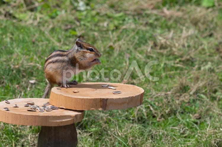 ひまわりの種を食べるシマリス リス,小動物,ふわふわの写真素材