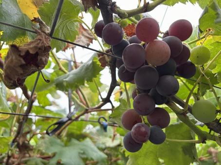 ぶどう狩り3 ぶどう,ぶどう狩り,フルーツの写真素材