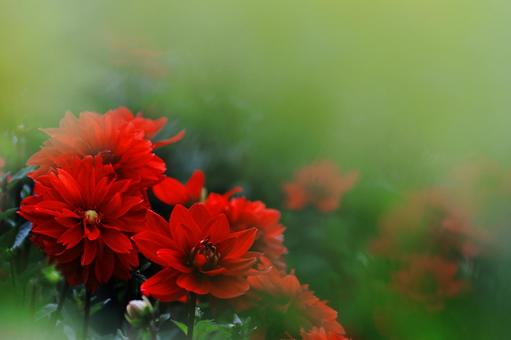 ダリア-6の写真