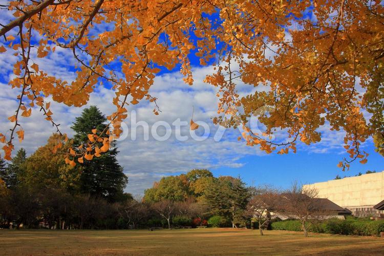 秋の背景素材　イチョウと秋の空 イチョウ,秋の空,青空の写真素材