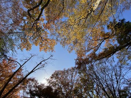キャンプ場の秋の空 秋,空,紅葉の写真素材