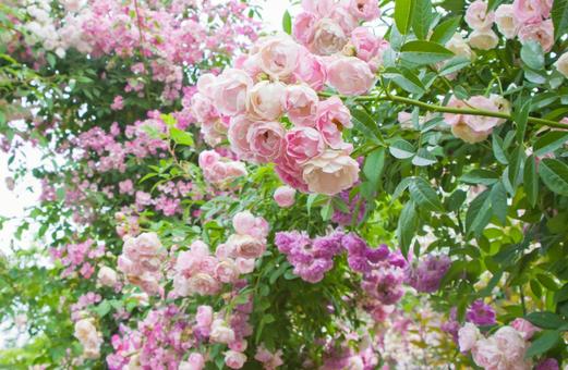 ピンクの薔薇2 ピンクの薔薇2の写真
