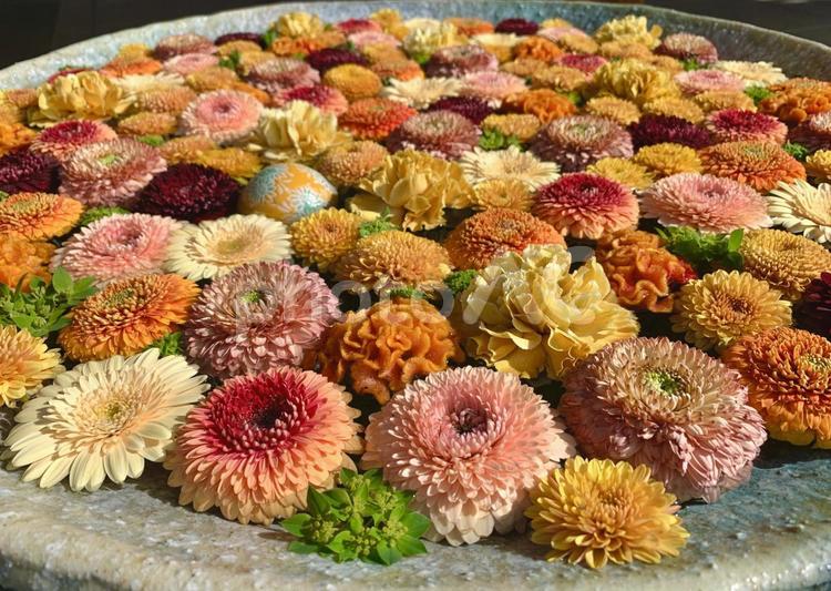 色鮮やかな花手水41 花手水,はなちょうず,手水舎の写真素材