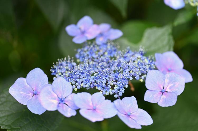 家の庭にあるガクアジサイの花 背景,淡い,初夏の写真素材