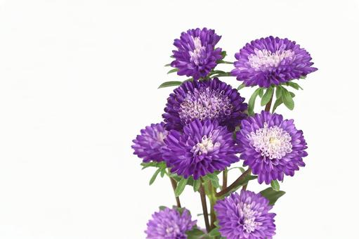 アスター菊 アスター菊の写真