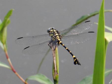 【昆虫写真】ウチワヤンマ(団扇蜻蜒) 【昆虫写真】ウチワヤンマ(団扇蜻蜒)の写真