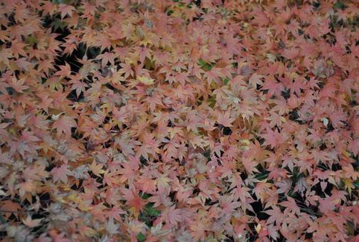 紅葉 紅葉の写真