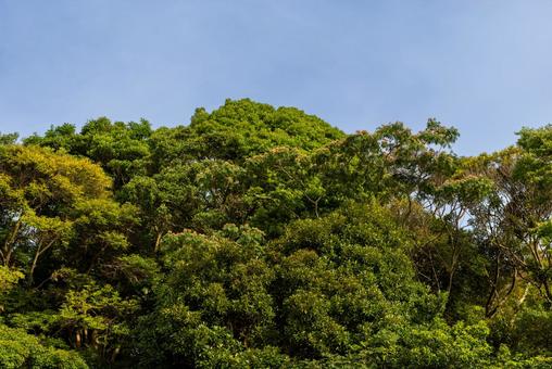 緑豊かな森の天辺 緑豊かな森の天辺 森,緑,木の写真素材