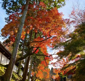 京都　紅葉 京都,紅葉,秋の写真素材