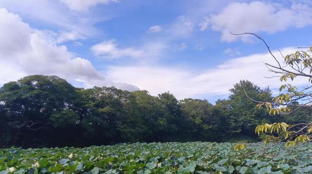 樹木 - 舞鶴公園前 樹木 - 舞鶴公園前 樹木,街中,都会の写真素材