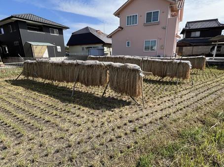 秋の風景 秋の風景 稲刈り,はざかけ,稲の写真素材