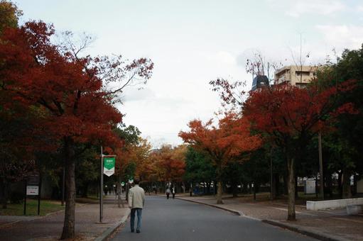 紅葉の道 紅葉の道 長居公園,公園,紅葉の写真素材