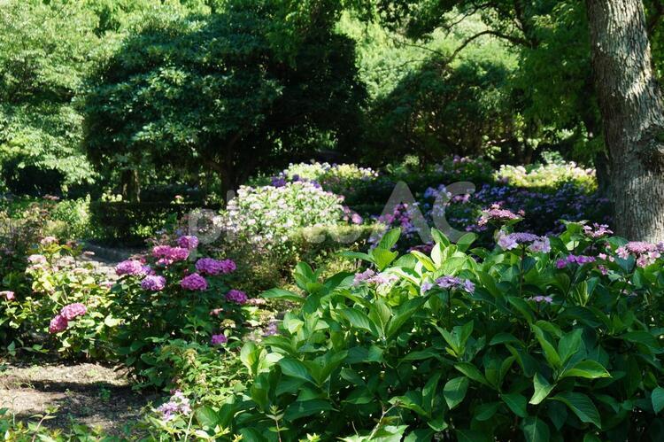 アジサイの花畑 アジサイ,自然,植物の写真素材