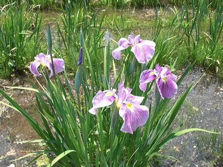 Iris in Flower Field 2, kembang, china, kembang seger, JPG