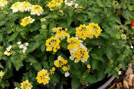 黄と白のランタナ 黄と白のランタナの写真