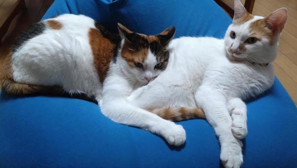 兄ちゃん大好き！ 猫,兄妹,仲良しの写真素材