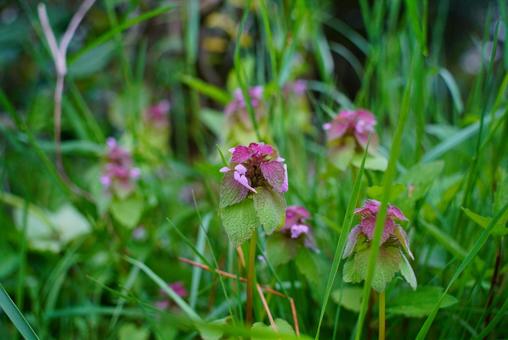Photo, himeodoricosoum, labiatae, a flower, 