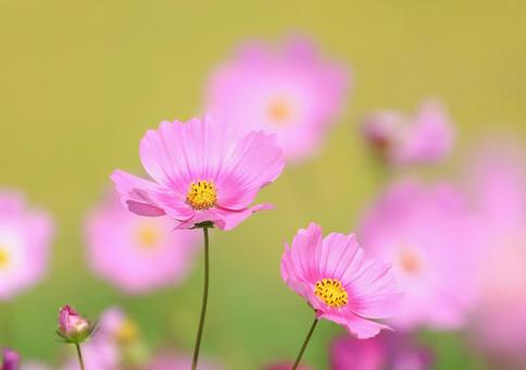 コスモス25 コスモス,秋桜,秋イメージの写真素材