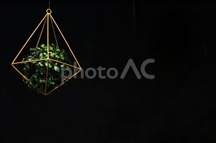 観葉植物のイメージ 観葉植物,植物,背景の写真素材