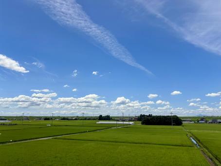 夏の青空の下に広がる緑の田んぼの風景 田んぼ,水田,稲の写真素材