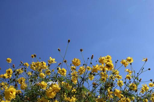 青空と満開の黄色の花びらのコスモスの花畑 青空,満開,黄色の写真素材