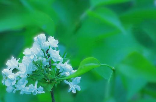 花模様ー季節の花 花模様ー季節の花の写真
