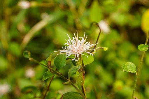 秋の野原に咲くコウヤボウキの写真