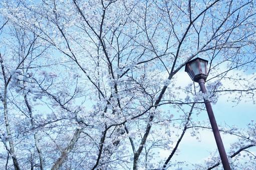 桜が咲く公園で待ち合わせ sakura,簾桜,桜の写真素材