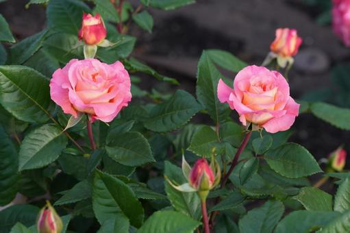 Rose (pink: Augusta Louise), JPG