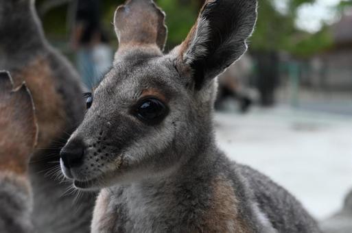 こちらを見つめるワラビーの写真