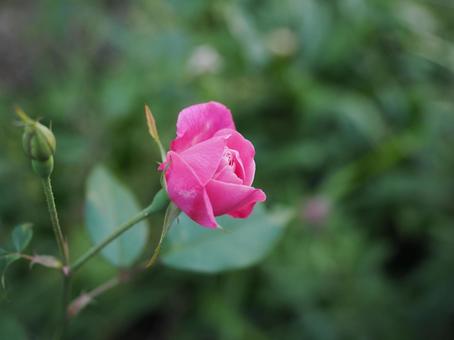 バラ園でピンクの薔薇を撮った写真です バラ園でピンクの薔薇を撮った写真ですの写真