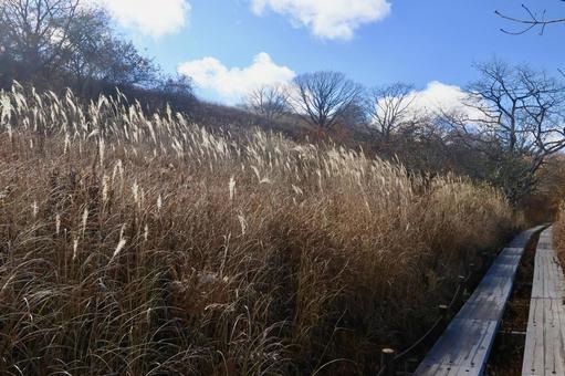 八島湿原 高原,草原,湿原の写真素材
