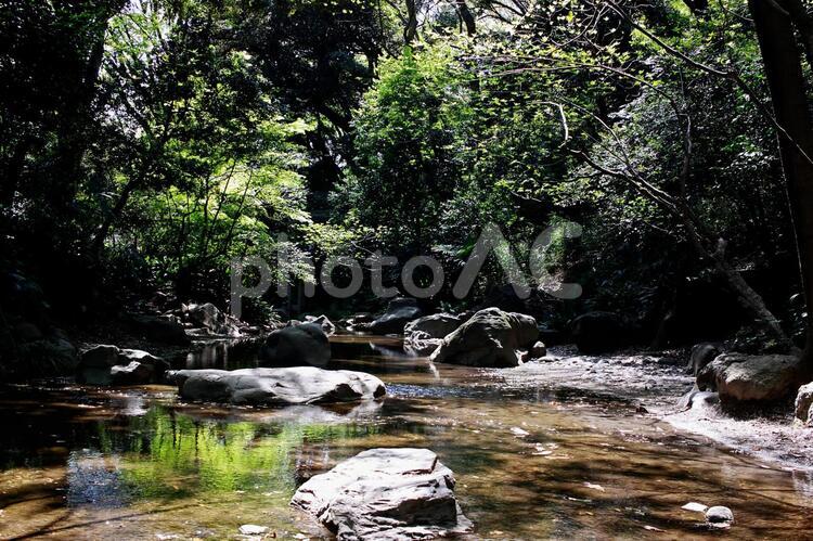 水場　自然環境のイメージ背景 背景,テクスチャ,自然環境の写真素材