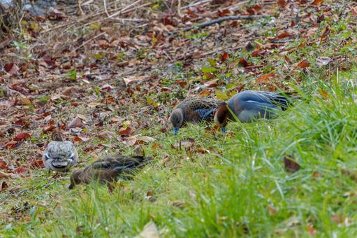 Wigeons foraging among fallen leaves, JPG