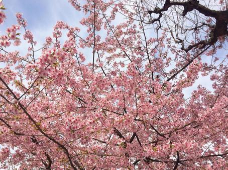 桜 桜の写真