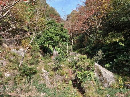 福井県-西福寺-書院庭園-本尊石 西福寺,寺,大原山の写真素材