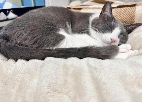 寝るハチワレ猫 ねこ,cat,かわいいの写真素材