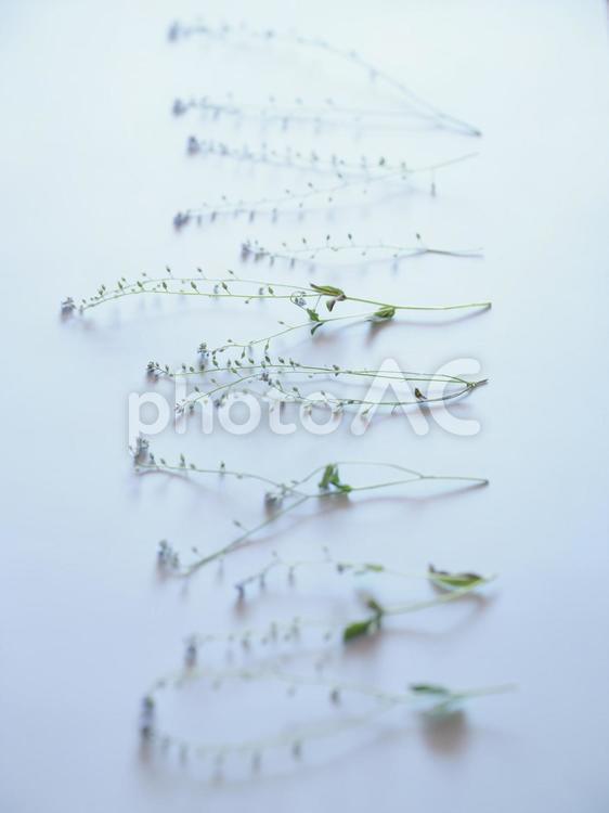 野草を並べた背景 花,野草,白の写真素材